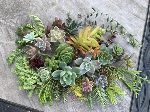 100 Assorted Succulent Cuttings - 30+ Varieties - Ideal for Propagation - Fresh from Garden - Unique Shapes & Colors