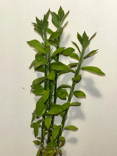 Rooted Pereskiopsis Velutina Pencil Cactus - 3 Plants, Hardy Subtropical Cactus, Emerald Green Growth, Ideal for Grafting