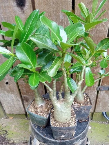 Adenium Desert Rose Plants - 4 Inch Fully Rooted Mixed Color Potted (Red, Pink, White) - Adenium obesum
