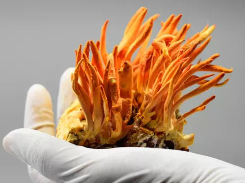 Cordyceps Mushroom Liquid Culture Syringe 10ml - Cordyceps militaris - Contaminate Free Fungi for High-Yield Cultivation