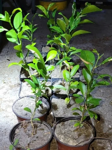 Satsuma Fruit Tree Seedling 4" to 10" Citrus Unshiu (Citrus reticulata) - Sweet Japanese Mandarin Plant