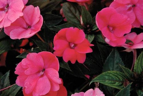 Sunpatiens Live Plants - Compact Deep Rose - 102 Count - Impatiens x hybrida