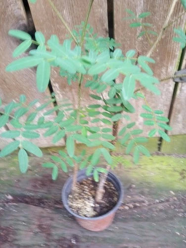 Delonix Decaryi Elata Poinciana Tree - Fully Rooted 4 Inch Pot - Rare White Blooms - Tropical Outdoor Plant