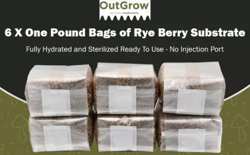 Rye Berry Grain Spawn Bags 6 Pack | 1 lb Sterilized Mushroom Cultivation | Out Grow Rye Berries for Easy Growing