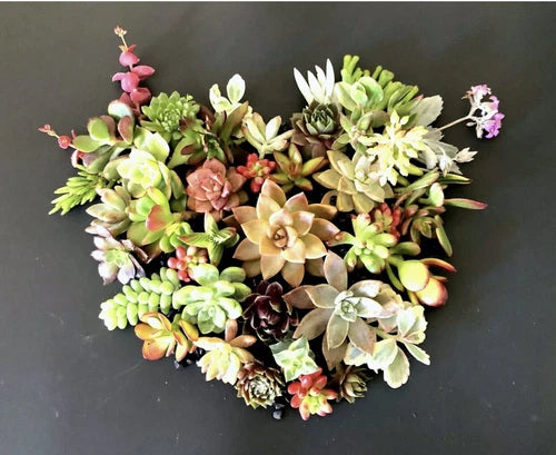 Organic Kalanchoe Cuttings - 3 Orange & 2 Red Florist Succulent Plants - Kalanchoe blossfeldiana