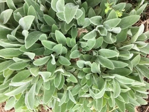 Lambs' Ear Starter Plants - 8-12 Bare Root Clumps - Stachys byzantina - Silvery Green Ground Cover - Perennial Edging Plants