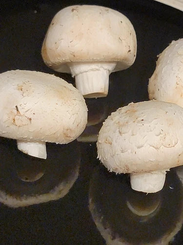 White Button Mushroom Liquid Culture Syringe 10+ ml Agaricus bisporus for Easy Home Cultivation