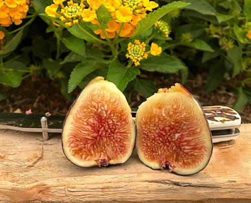 FIG TREE CUTTINGS 5 Black Mission Cuttings Ficus carica for Rooting, Fresh Cut, Easy to Grow