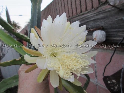 Large Rooted Weberocereus Tonduzii Plant with New Growth - Unique Cactus for Indoor and Outdoor Gardens
