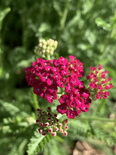 Yarrow Bare Root Plant - Pretty Pink Achillea Millefolium - Perennial Live Garden Plant for Outdoor Gardens