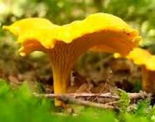 Chanterelle Mushroom Spores Mycelium - Dehydrated Seeds Coated, Cantharellus cibarius - Easy to Grow, Gourmet Culinary Delight