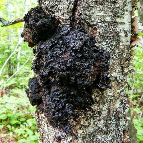 Chaga Mushroom Liquid Culture - Inonotus obliquus Mycelium for Easy Home Cultivation & Herbal Use