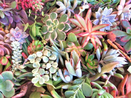 50 Large Succulent Cuttings 3-6" 25 Varieties Fresh Healthy Cuttings for Planting - Ideal for Terrariums & Crafts