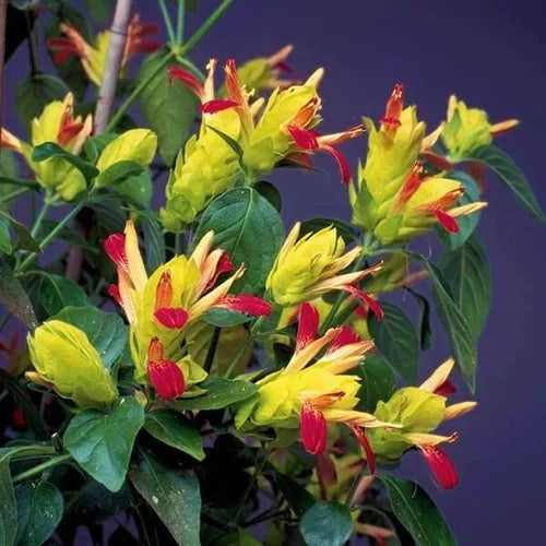 Fruit Cocktail Shrimp Plant - Well Rooted Starter Plant - Justicia brandegeana - Tropical Indoor Houseplant for Beginners