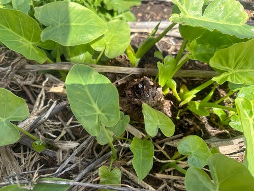 Live Plant Bare Root Bac Ha Doc Mung Thai Elephant Ear Vietnamese Taro - Versatile, Drought-Resistant Perennial Herb