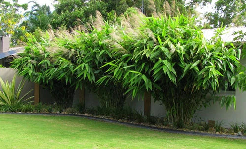 Tiger Grass Starter Plant - Thysanolaena maxima - Well Rooted Perennial Grass for Privacy and Ornamental Use - Fast Growing