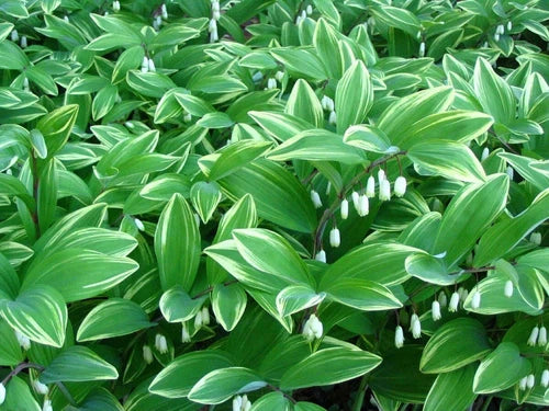 Solomon's Seal Starter Plants - Variegated Leaf - 5 Bare-Root Rhizomes - Perennial - Moist Shade Tolerant (Polygonatum)