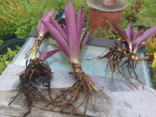 20 Bare Root Dwarf Oyster Plants - Ornamental Grass for Sub-Tropical Climates - Versatile Sun Tolerance, Medium Watering Needs