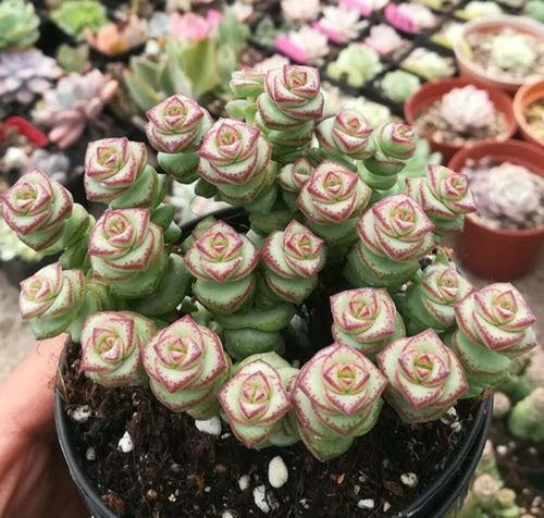 Live Crassula 'Jade Necklace' Succulent Plant in 2'' Pot - Rooted, Beautiful Green Leaves, Pinkish-White Flowers, Crassula cv.