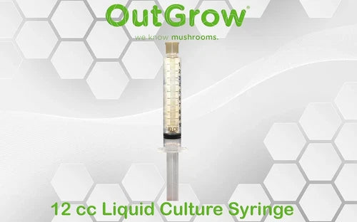 Panellus Bio-luminescent Liquid Culture Syringe 12cc - Panellus stipticus for Unique Fungal Cultivation and Displays
