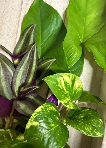15 Rooted Plant Cuttings Set - Pothos, Wandering Jew, Arrowhead Vine - Healthy Fresh Cuttings for Propagation