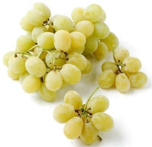 Grape Cuttings - 3 Cotton Candy Vines (2-3 Nods) - Propagation - Fresh Organic Waxed Cuttings for Planting