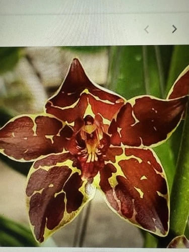 Orchid Plant Bulbs - 4 Variety Set - Exotic Orchids - Orchidaceae - Free Shipping from Certified Growers in California & Hawaii