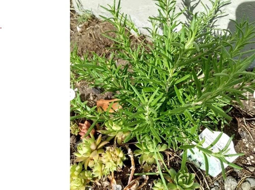 Rosemary Live Cuttings 4" Organic Herb Plant Clippings Salvia Rosmarinus - Freshly Cut for Rooting