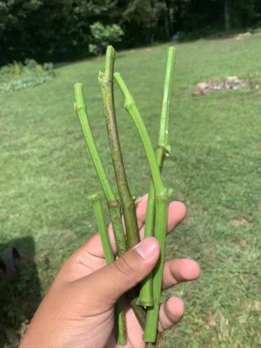 5 Organic Fig Tree Cuttings - Fresh - Unrooted - From Fruiting Tree - Ficus carica