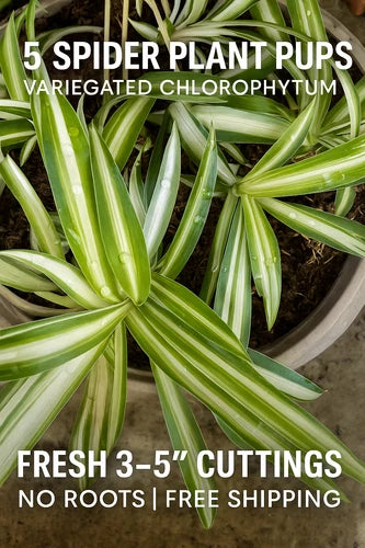 5 Variegated Spider Plant Pups Cuttings 3–5” | Chlorophytum comosum | Fresh Air-Purifying Greenery for Home or Office