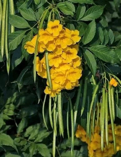 Tecoma Stans Live Plant Set - 2 Yellow Elder Starter Plants 7-10” Tall - Tropical Shrub for Garden, Attracts Pollinators
