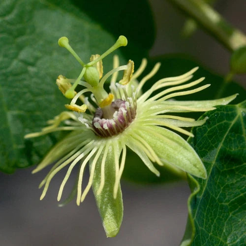Yellow Passion Flower Vine Starter Plant - Fragrant Passiflora - Rooted 2-8 Inches - Ideal for Trellis, Fence, or Pot