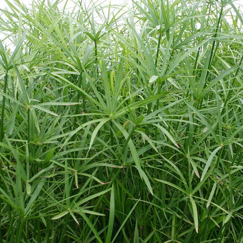 Live Dwarf Umbrella Palm Plant - Tropical Marginal Pond Plant - Cyperus alternifolius - 1 Gallon Container - Hardy Zones 7-12
