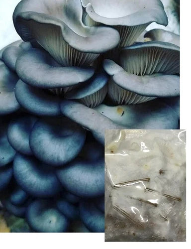 Bay Hydro Blue Oyster Mushroom Mycelium Spawn Plugs - 100 Count - Pleurotus ostreatus var. columbinus - Gourmet Mushroom Cultivation