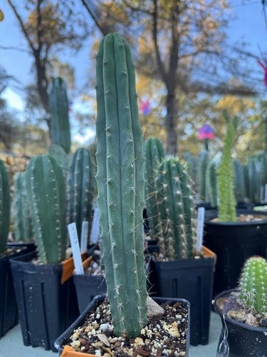 Yearling Lee X Lumberjack Tree Bare Root Plant - Stock #0184