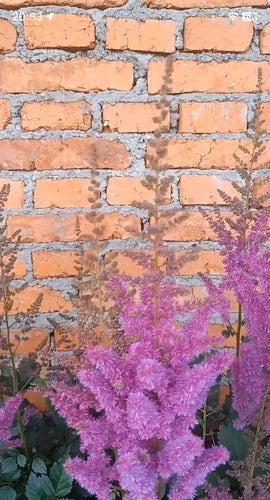 Bare Root Astilbe Plant, Purple Lance, Perennial Summer Flower, Shade Garden, Easy Grow, Medium Watering Needs