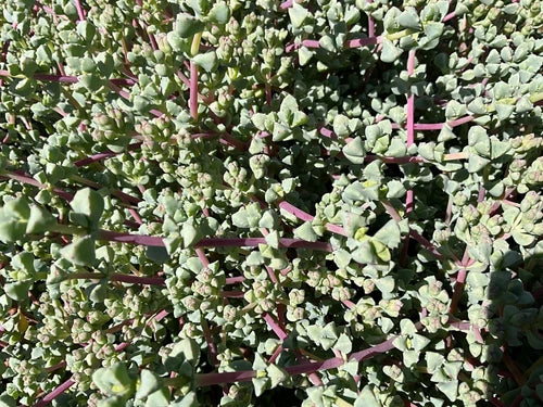 Oscularia deltoides Cuttings - 10 Deltoid-leaved Dew Plant Ice Plant Succulent - Pink Flowering 6-8" Long
