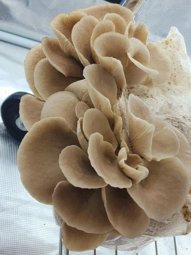 Sky Blue Oyster Mushroom Liquid Culture Syringe 10-12ml - Pleurotus columbinus - Fast Colonization & Excellent Flavor