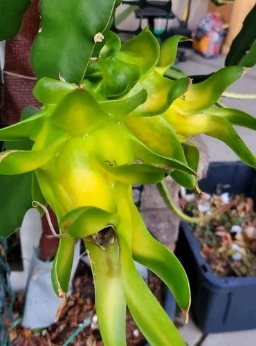 Rooted Dragon Fruit Cutting - 8-10 Inch - Israeli Yellow Pitaya - Hylocereus megalanthus - Strong Plant with Beautiful Flowers