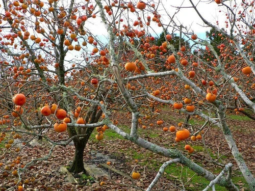 American Common Persimmon Tree Starter Plant - Diospyros virginiana - Well Rooted 8-10 Inches - Cold Hardy to Zones 5-9