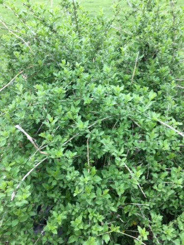Goji Berry Plants Set of 3 Live Bare Root + 5 Cuttings - Edible Perennial Shrub (Lycium barbarum) for Garden
