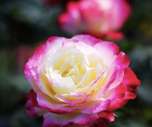 20 ROSE FLOWER SEEDS classic rare plant "Pink and Yellow"