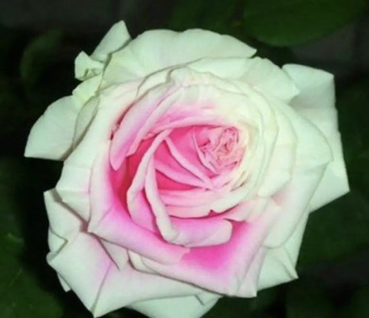 20 ROSE FLOWER SEEDS classic rare plant "Green and Pink"