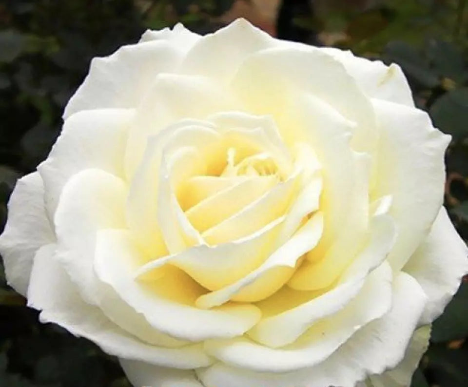 20 ROSE FLOWER SEEDS classic rare plant "Light Yellow"