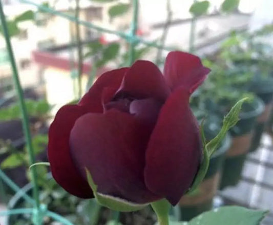 20 ROSE FLOWER SEEDS classic rare plant "Maroon Red"