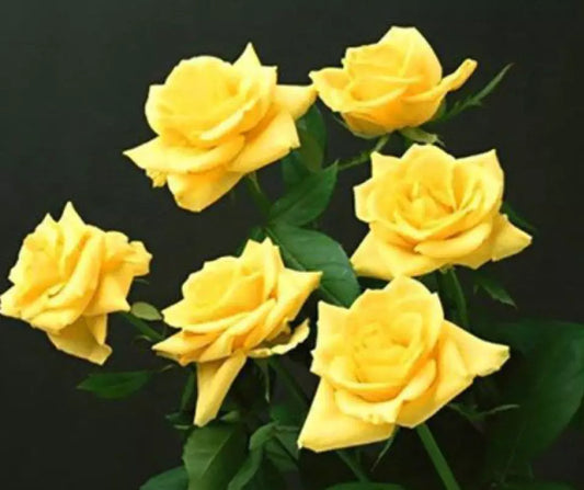 20 ROSE FLOWER SEEDS classic rare plant "Bright Yellow"