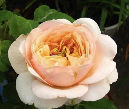 20 ROSE FLOWER SEEDS classic rare plant "Orange Juliet"