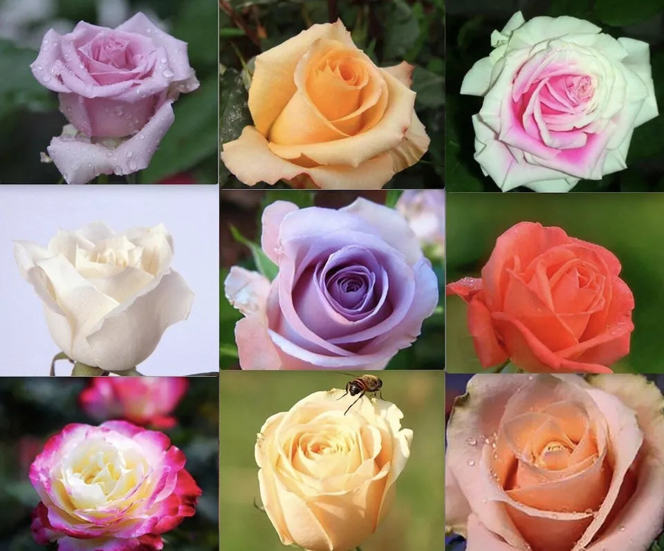 20 ROSE FLOWER SEEDS classic rare plant "Mixed Colors"