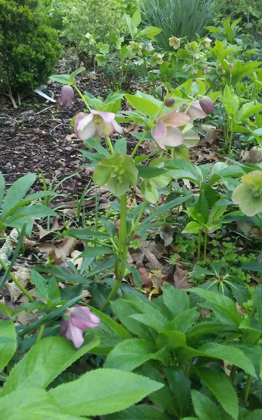 10 LENTEN ROSE Flower Plants Pink Mauve Mixed Color Perennials HELLEBORES