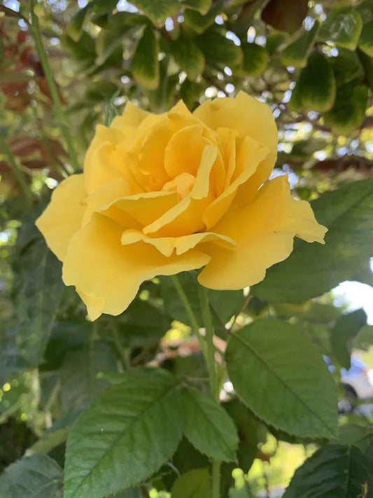 5 Stems for planting Radiant Perfume Rose Fragrant Large Yellow Rose